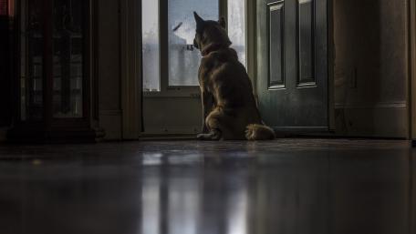 Quiet Reflection of a Dog by the Door wallpaper