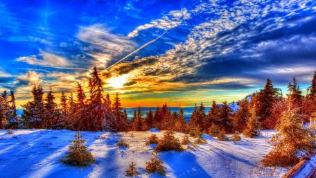 Winter Morning Bliss Amidst Snowy Pines wallpaper