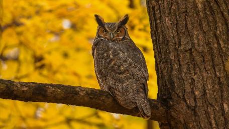 Majestic Owl in Autumn Foliage wallpaper