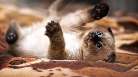 Siamese kitten wallpaper