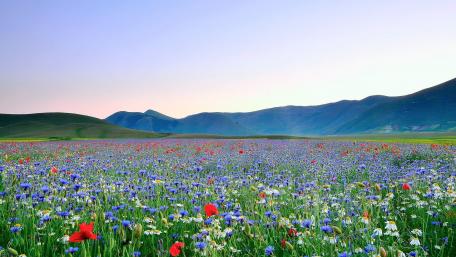 Vibrant Highland Wildflower Field at Dusk wallpaper