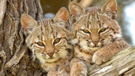 Wild Lynx Kittens in Their Natural Habitat wallpaper