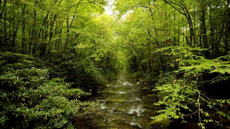 Lush Green Forest Stream Scene wallpaper