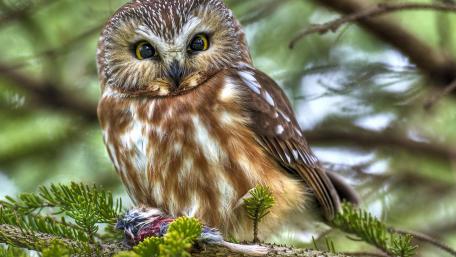Majestic Owl Amidst Nature's Splendor wallpaper