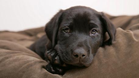 Labrador Retriever puppy wallpaper