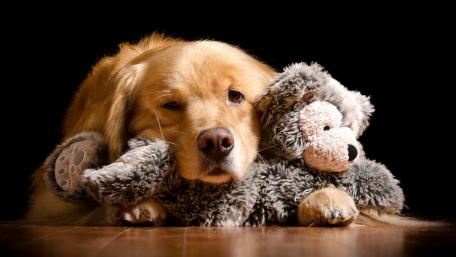Cozy Golden Retriever with Favorite Toy wallpaper