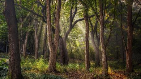 Serenity in the Woodland Forest wallpaper