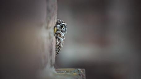 Curious Owl Peeking From Behind Wall wallpaper