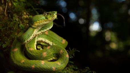 Lush Green Serpent in its Natural Habitat wallpaper
