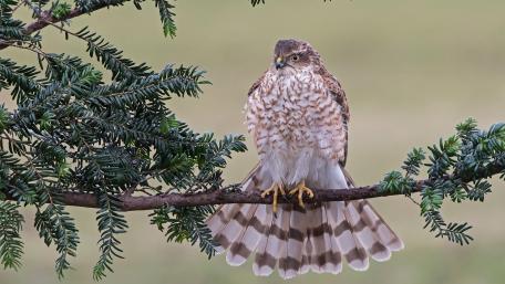 Majestic Sparrowhawk Perched in Nature's Embrace wallpaper