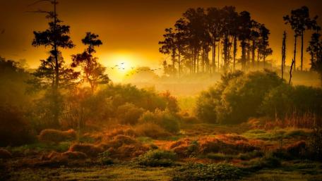 Golden Sunset in Dreamy Nature Scene wallpaper