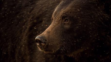Majestic Bear Close-Up in Natural Habitat wallpaper