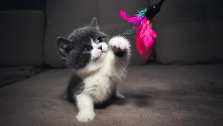 Playful Kitten's Delightful Game Time wallpaper