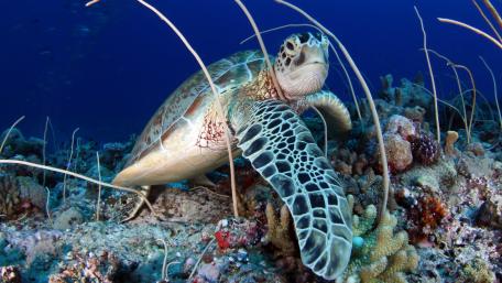 Graceful Sea Turtle Exploring Vibrant Coral Reef Underwater Life Awaits wallpaper