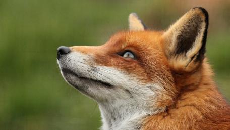 Graceful Red Fox Portrait wallpaper
