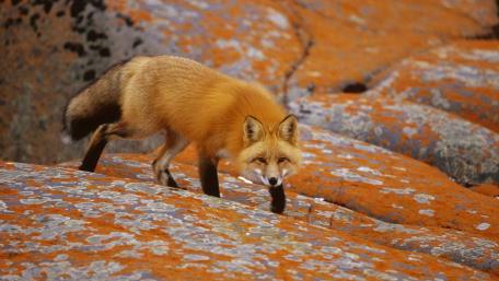 Graceful Red Fox on Colorful Rocks wallpaper