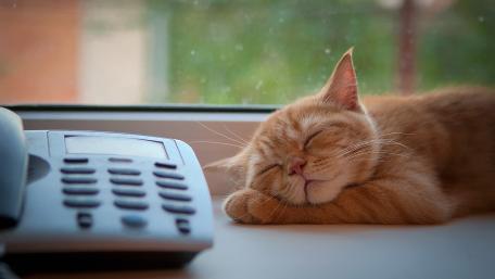 Cozy Ginger Cat Napping by the Phone wallpaper