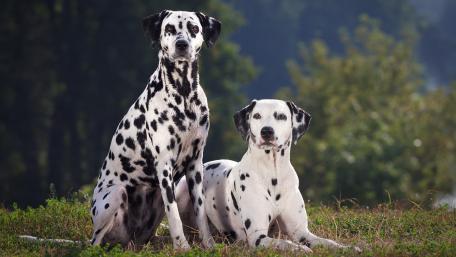 Elegant Dalmatians in Nature Scene wallpaper