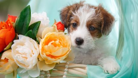 Adorable Jack Russell Terrier Puppy with Flowers wallpaper