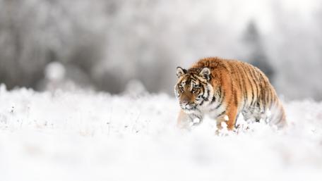 Majestic Tiger in a Snowy Landscape wallpaper