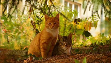 Golden Tabby Cats in a Serene Garden Setting wallpaper