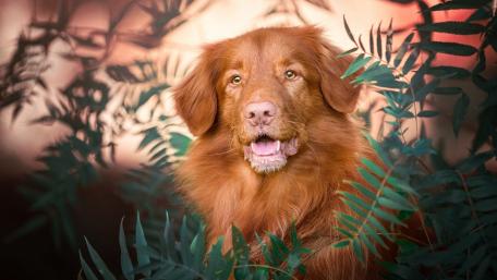Golden Nova Scotia Duck Tolling Retriever in Nature wallpaper