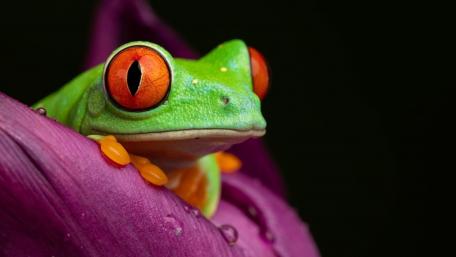 Vibrant Red-Eyed Tree Frog Wallpaper wallpaper