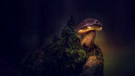 Enchanting Glow of Dreamland Mushrooms wallpaper