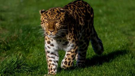 Majestic Leopard in Motion wallpaper