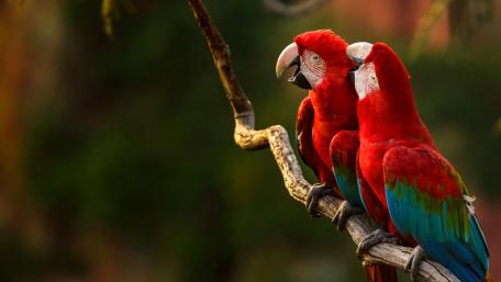 Scarlet Macaws in Vibrant Harmony wallpaper