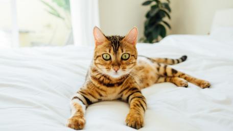 Charming Bengal Cat Relaxing on a Bed wallpaper
