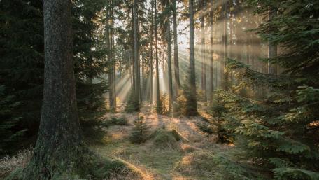 Sunlit Serenity in the Forest wallpaper