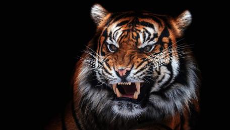 Roaring Majesty Against the Night Sky wallpaper
