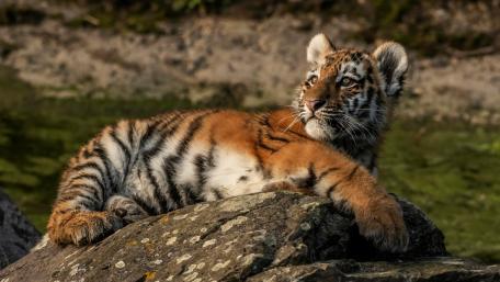 Playful Tiger Cub Relaxing on a Rock wallpaper