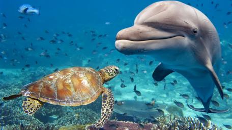 Underwater Harmony of Dolphin and Turtle wallpaper