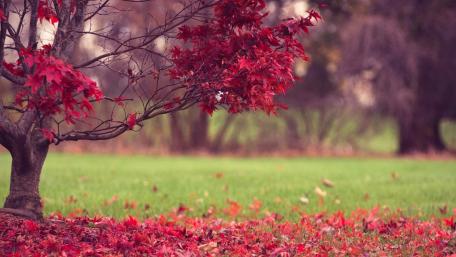 Vibrant Autumn Serenity with Maple Leaves wallpaper
