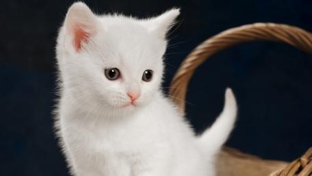 Adorable White Kitten in a Basket wallpaper