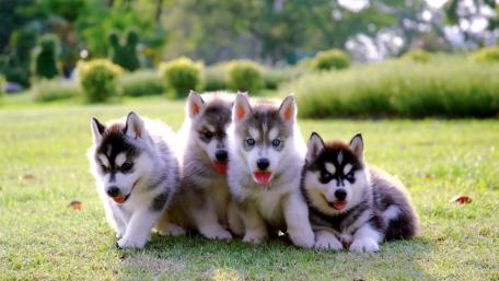 Adorable Siberian Husky Puppies Playing Together wallpaper