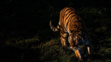 Majestic Tiger in Shadows wallpaper