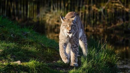 Majestic Lynx in Natural Habitat wallpaper