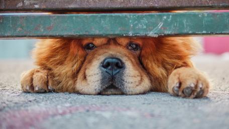 Cute Chow Chow wallpaper