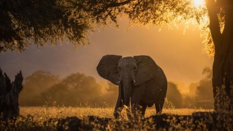 Majestic Elephant in Golden Light wallpaper