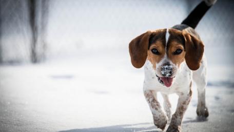Playful Beagle Enjoying Winter Wonderlands wallpaper