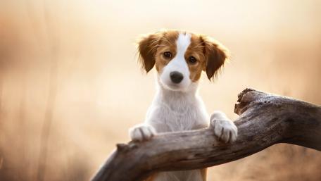 Charming Kooikerhondje Puppy in Soft Light wallpaper