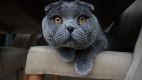 Adorable Scottish Fold Cat Under a Table wallpaper