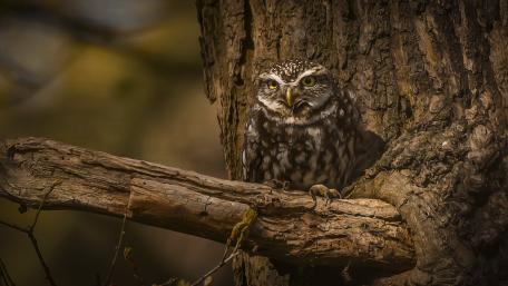 Majestic Owl Perched on Tree Branch wallpaper