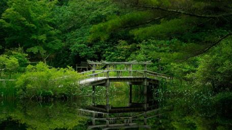 Serene Wooden Bridge in Vibrant Greenery wallpaper