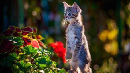 Curious Kitten Among Flowers wallpaper