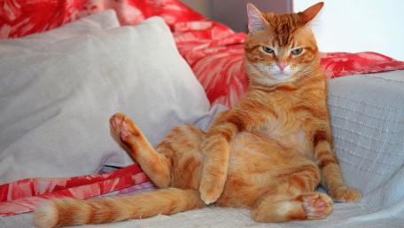 Grumpy Ginger Cat with a Comical Pose wallpaper
