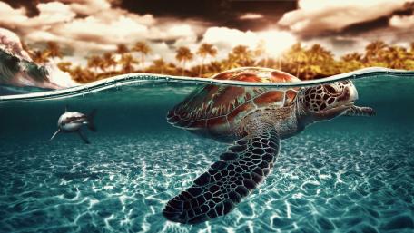 Serene Underwater Encounter with Sea Turtles and Sharks wallpaper